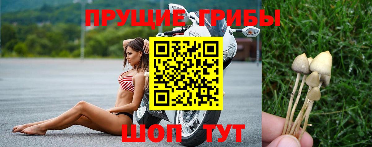 Псилоцибиновые грибы мицелий Курганинск